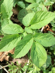 Aegopodium podagraria