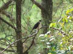 Accipiter striatus chionogaster
