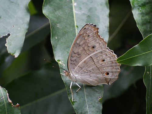 Grey Pansy