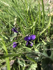 Viola odorata