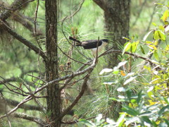 Accipiter striatus chionogaster
