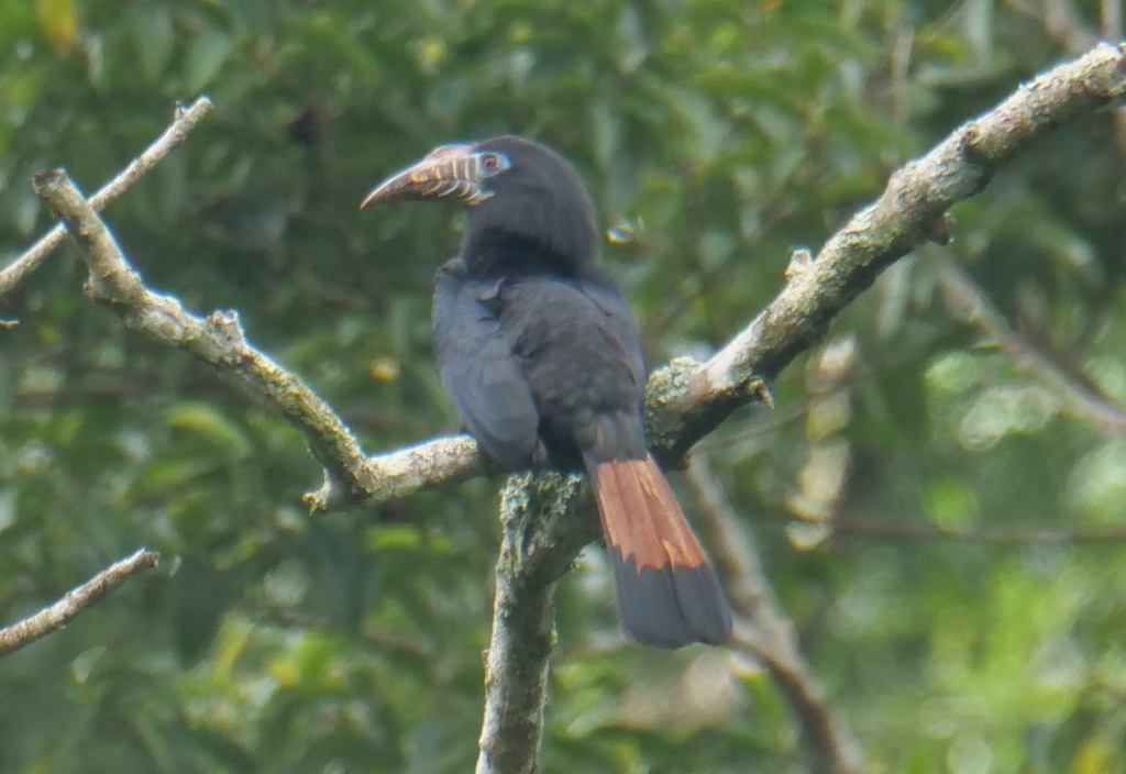 Visayan Hornbill