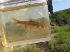 Eastern Cape Redfin photo 5