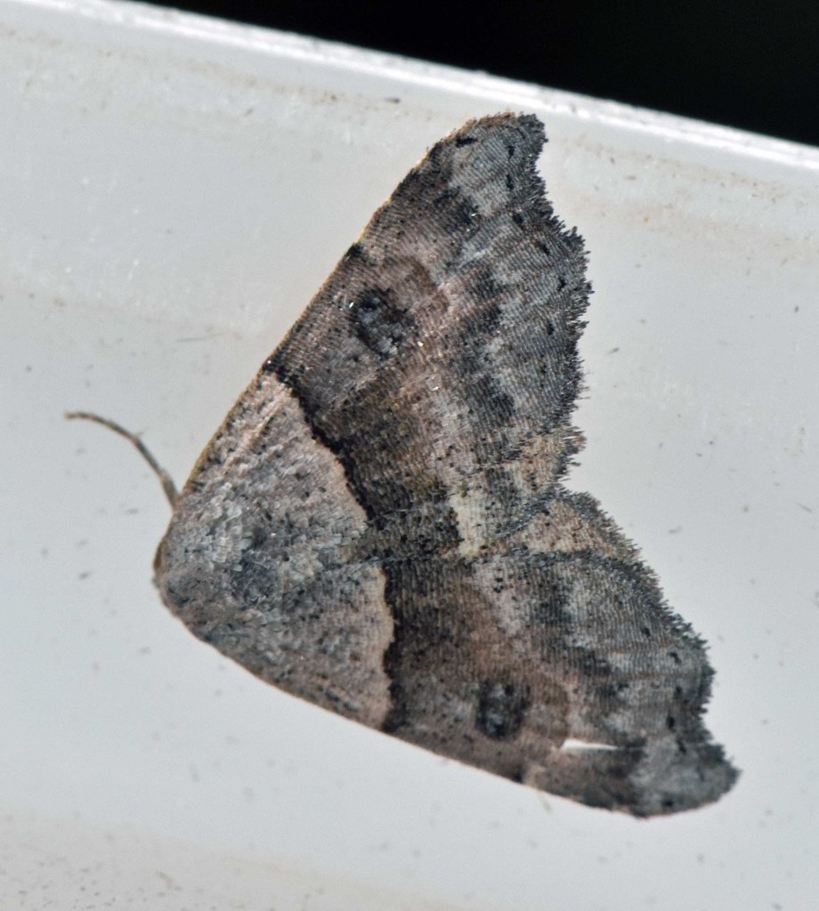 Laspeyria hapalopis