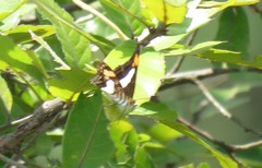 Adelpha paroeca
