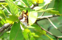 Adelpha paroeca