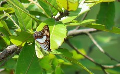Adelpha paroeca