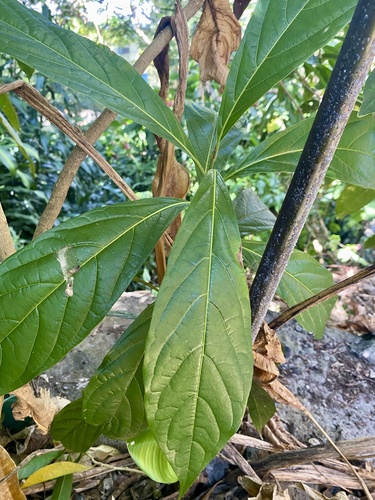 Cordia collococca - Whole tree