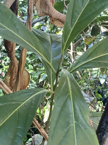 Cordia collococca - Leaves
