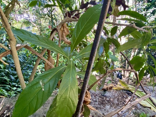 Cordia collococca - Leaves