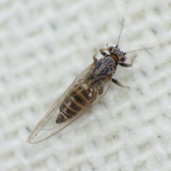 Bactericera cockerelli