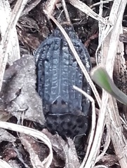 Thanatophilus rugosus