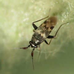 Spanagonicus albofasciatus