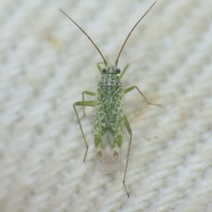 Orthotylinae