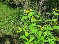 Hypericum ascyron gebleri