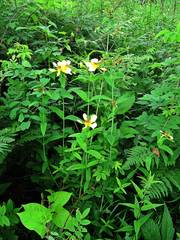 Hypericum ascyron gebleri