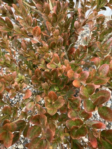 Buxus microphylla iNat (2)