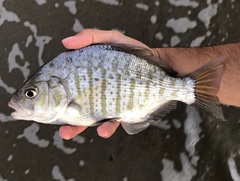 Barred Surfperch photo 5