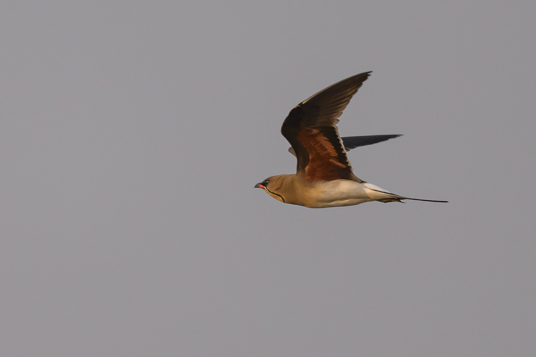 Collared Pratincole