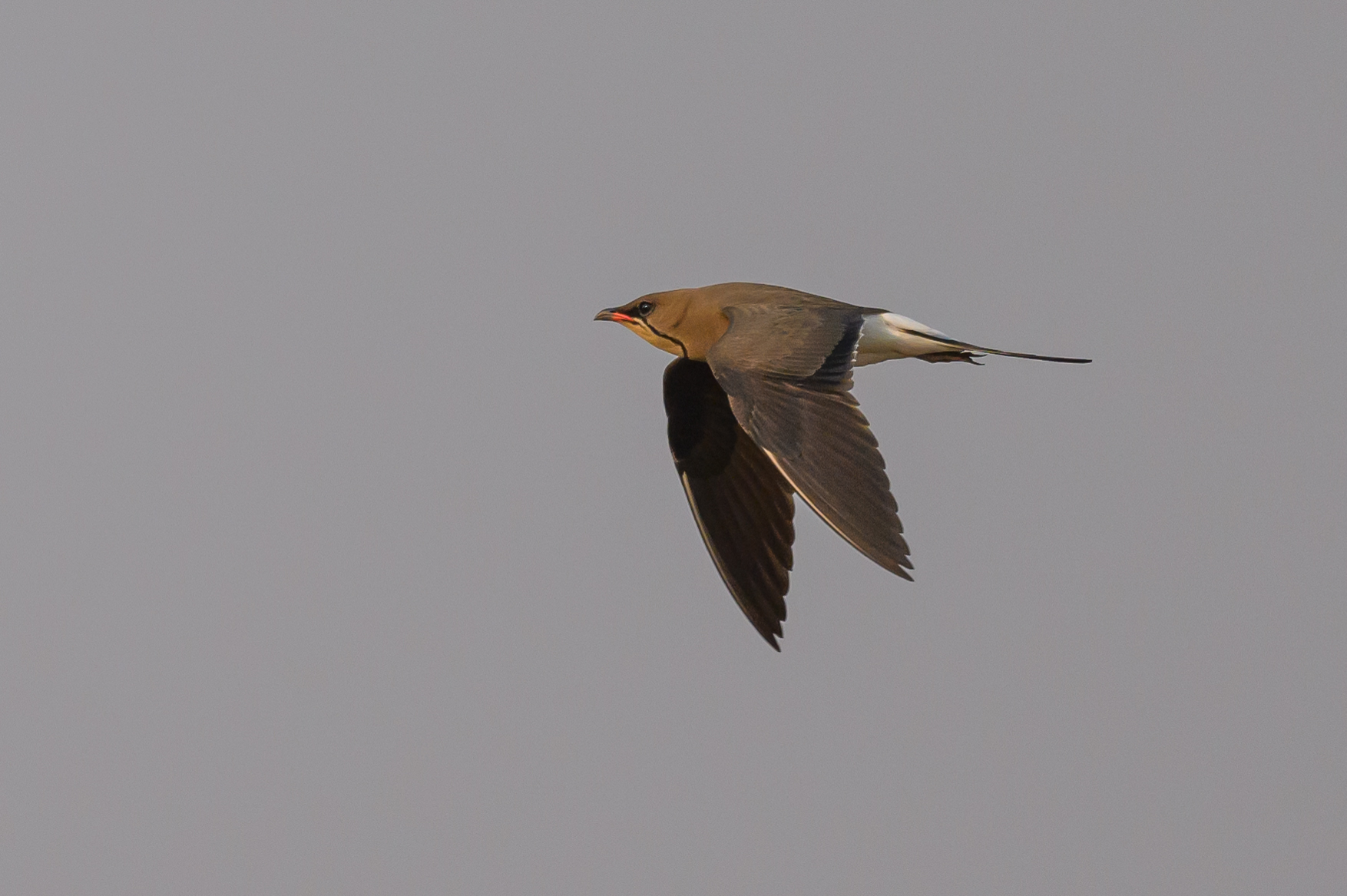 Collared Pratincole