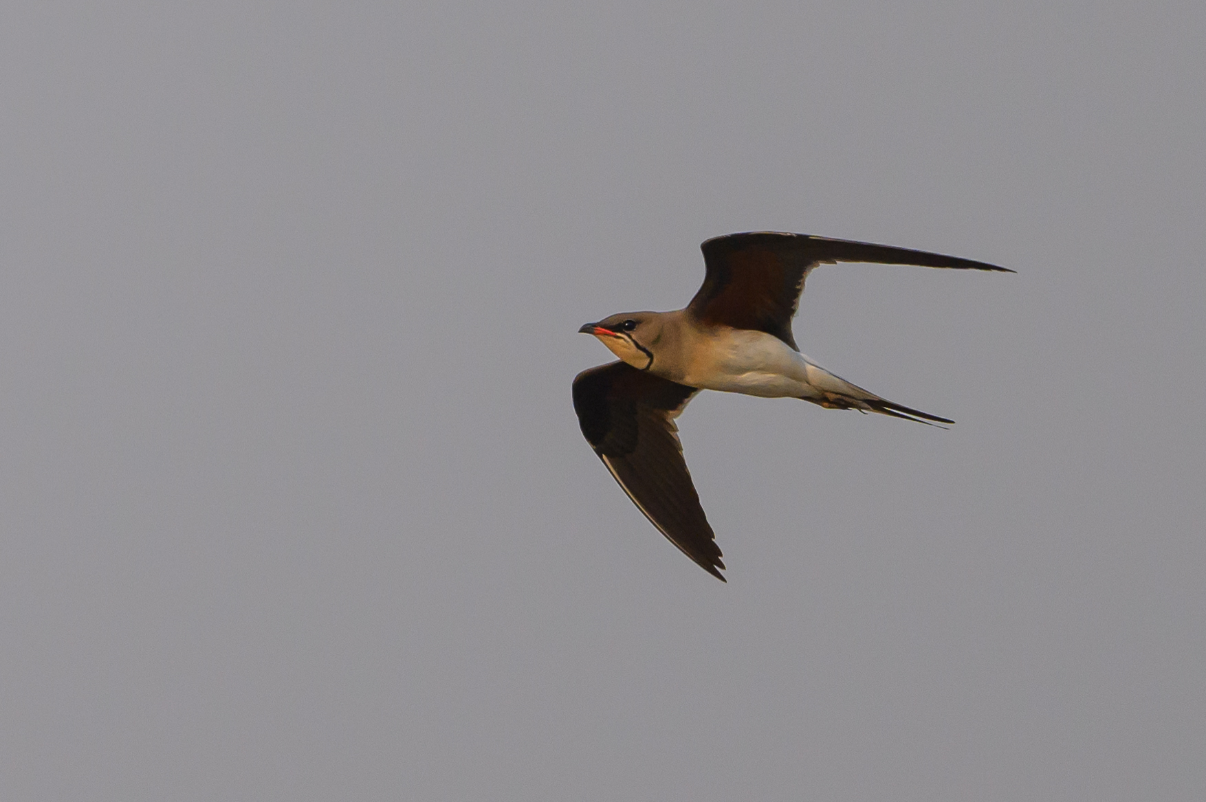Collared Pratincole