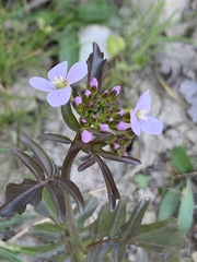 Cardamine raphanifolia acris