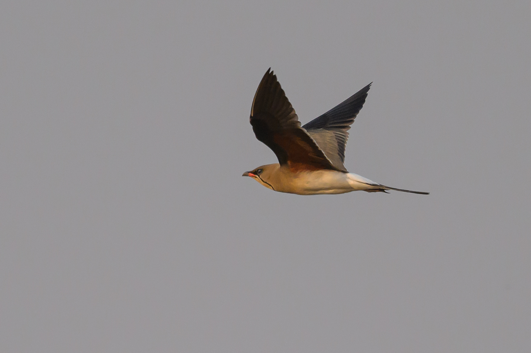 Collared Pratincole