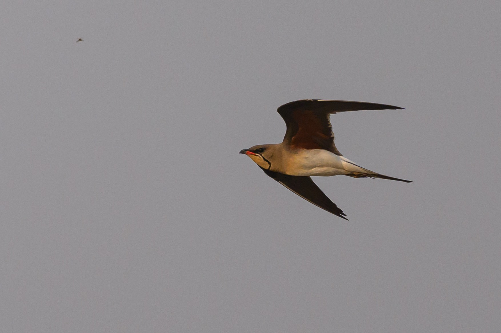 Collared Pratincole
