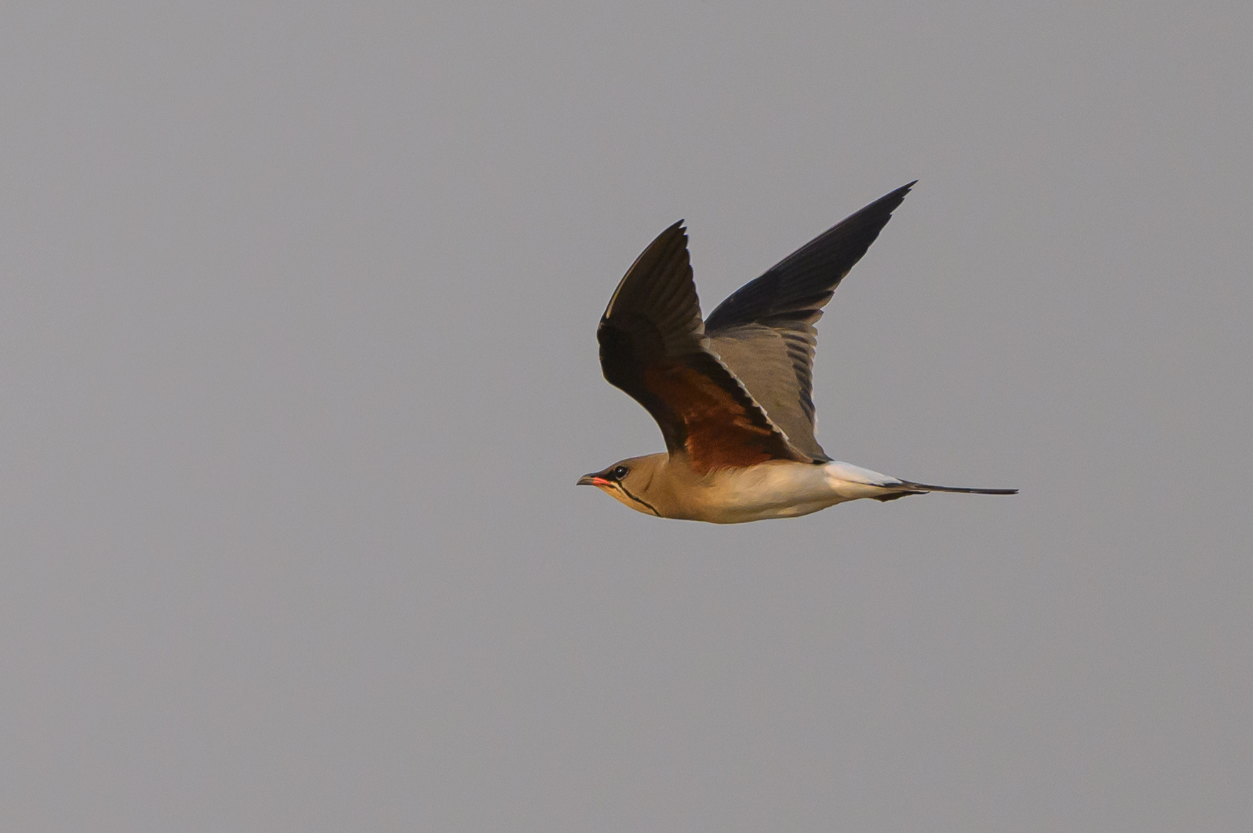 Collared Pratincole