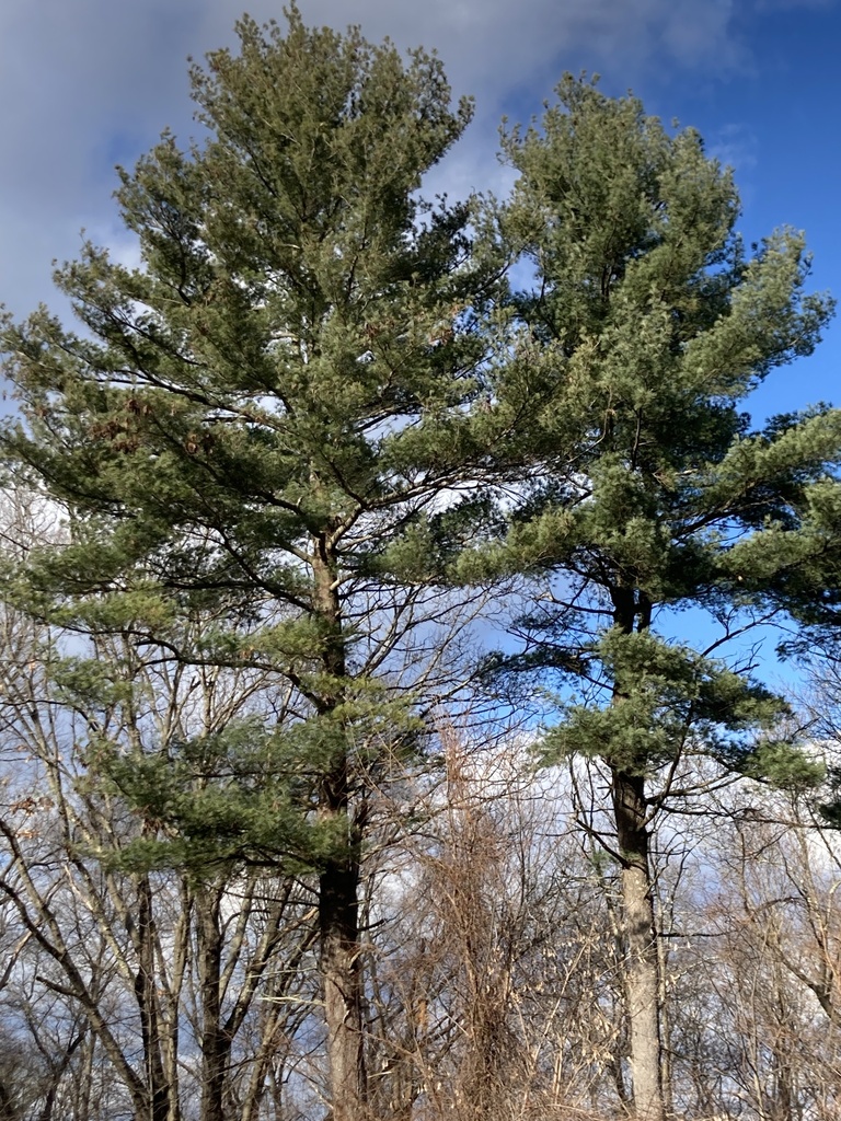 ストローブマツ (Pinus strobus) · iNaturalist