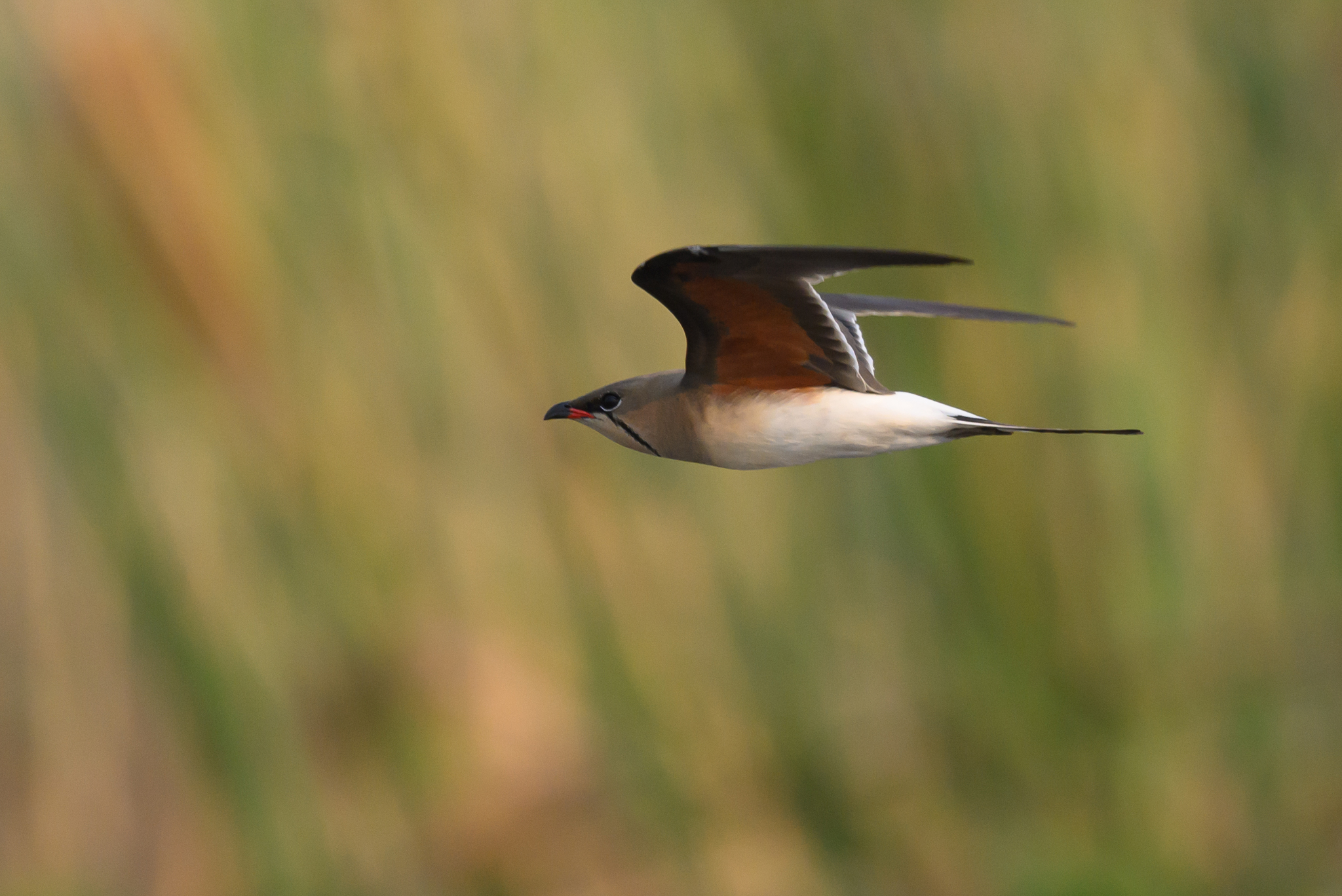 Collared Pratincole