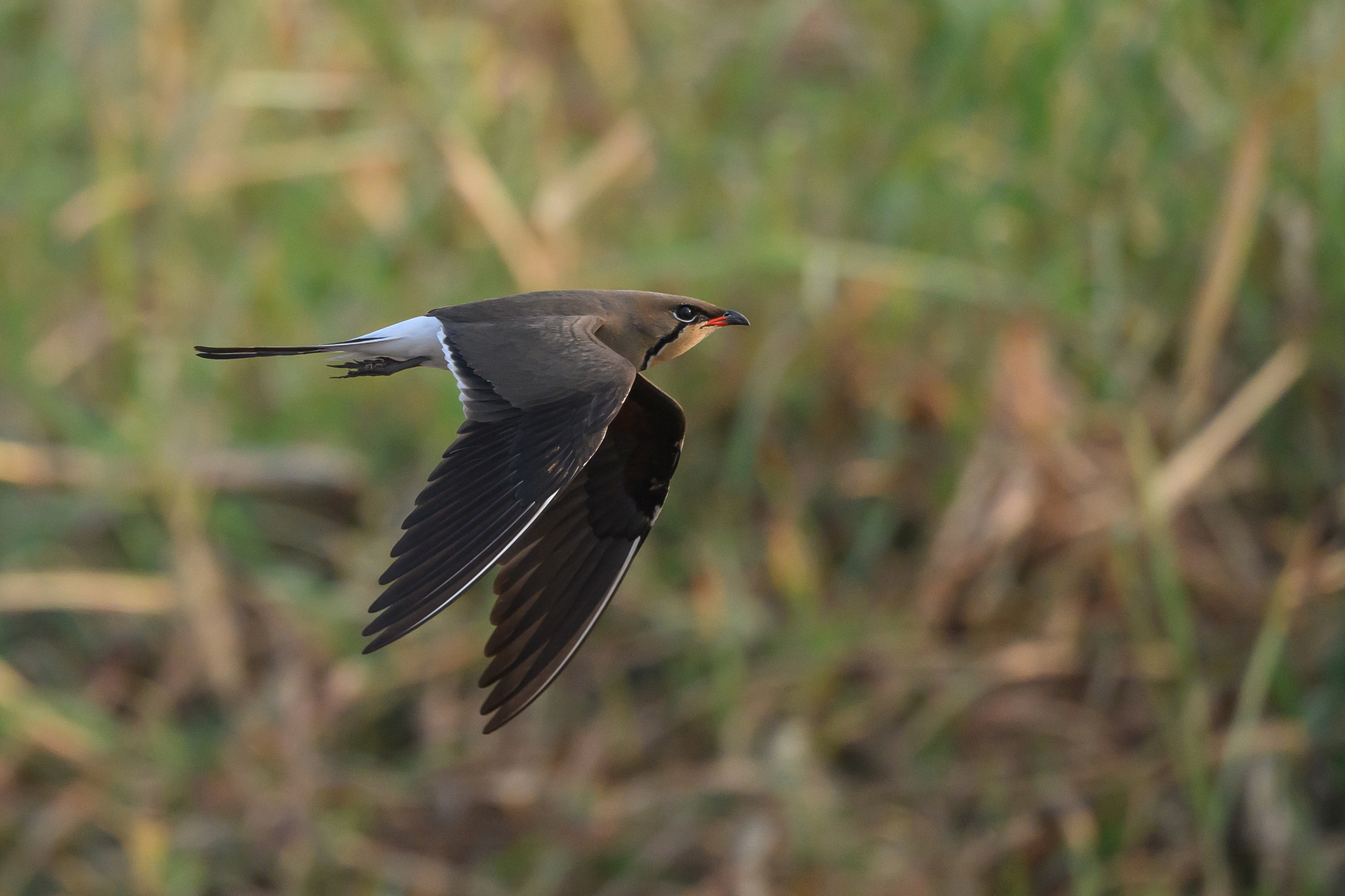 Collared Pratincole