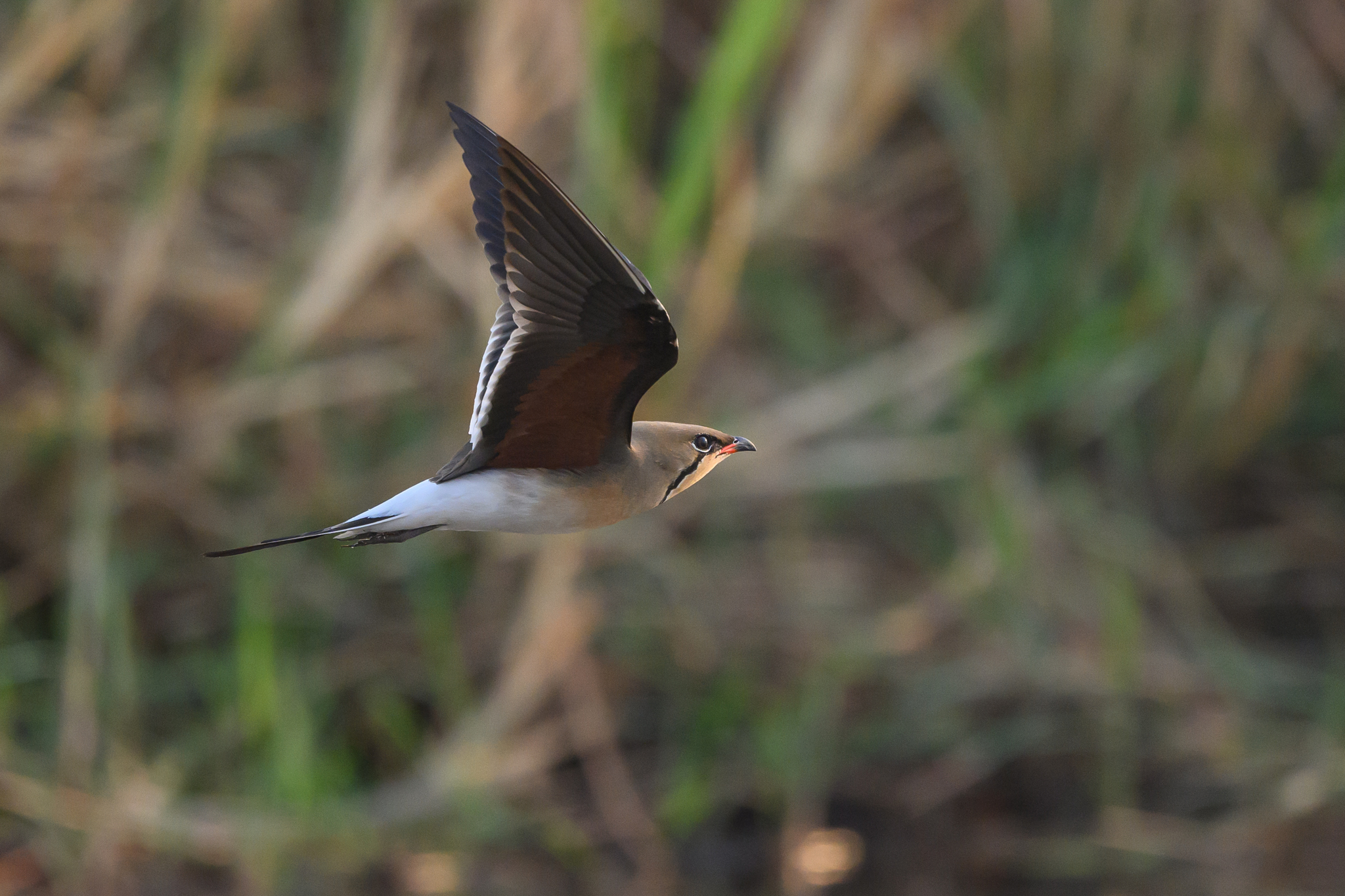Collared Pratincole