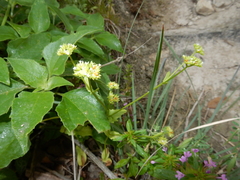 Valerianella radiata