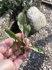 Taraxacum officinale