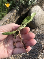Taraxacum officinale