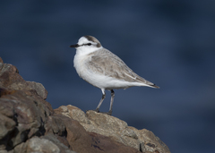 White-Fronted Plover photo 5