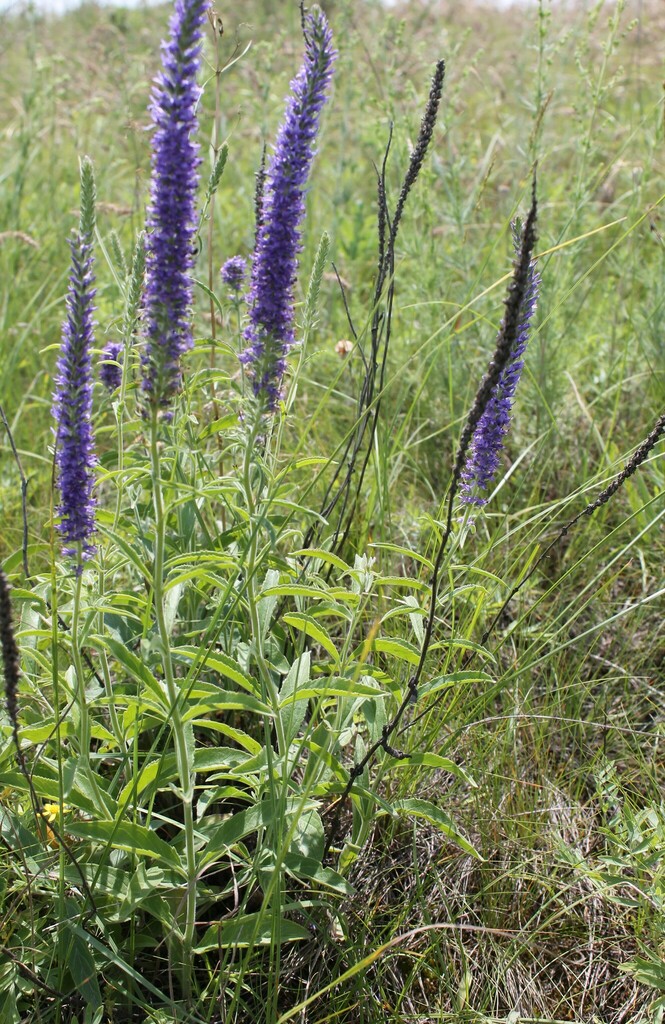 Spiked Speedwell from Красносулинский р-н, Ростовская обл., Россия on ...