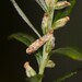 Coleophora artemisicolella - Photo (c) nagelhoutandre, algunos derechos reservados (CC BY-NC), subido por nagelhoutandre