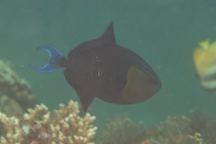 Odonus niger