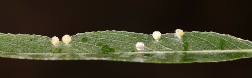 Willow Bead Gall Mite, Wageningen, Nederland, photo 10 of 10