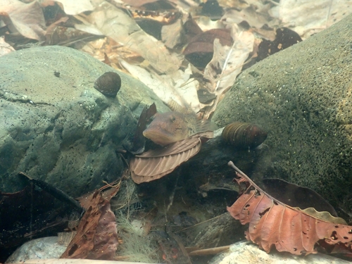 Awaous guamensis observed 2023-12-12