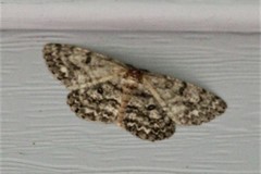 Hypomecis umbrosaria