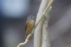Muscicapa ferruginea