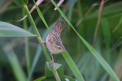 Helopsaltes certhiola