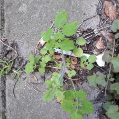 Chelidonium majus