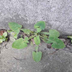 Sonchus oleraceus