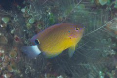 Pomacentrus bankanensis