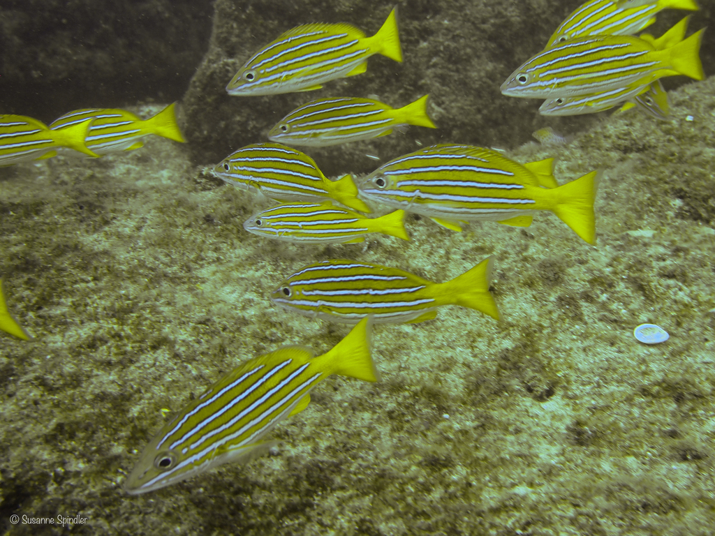 Blue-and-gold Snapper from 23574 Cabo Pulmo, BCS, Mexiko on February 6 ...