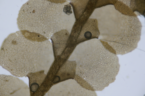 Radula javanica